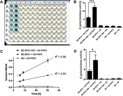 A Simple Quantitative Assay for Measuring β‐Galactosidase .